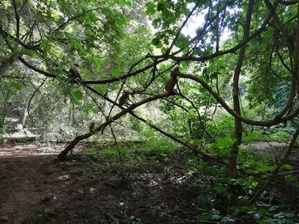 Ananthagiri Forest
